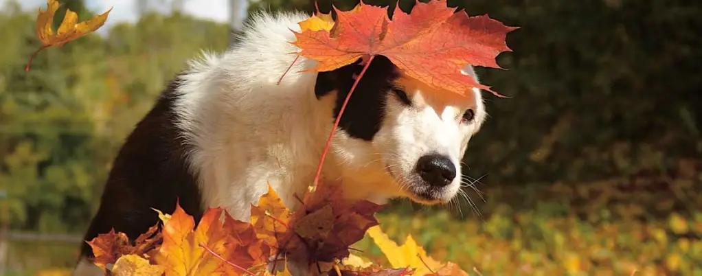 autismus hund symptome - Was macht ein Autismushund