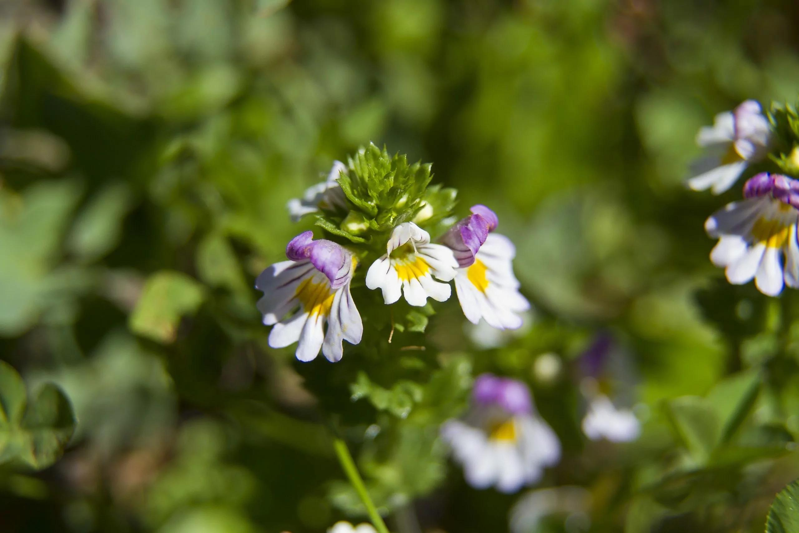 euphrasia schwangerschaft - Was passiert bei zu viel Euphrasia Augentropfen