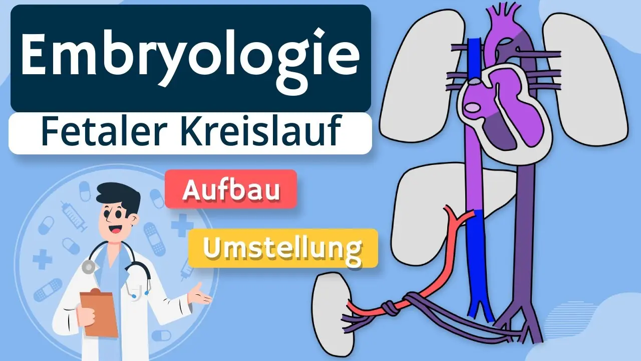 fetaler kreislauf nach geburt - Was passiert nach der Geburt mit dem fetalen Kreislauf