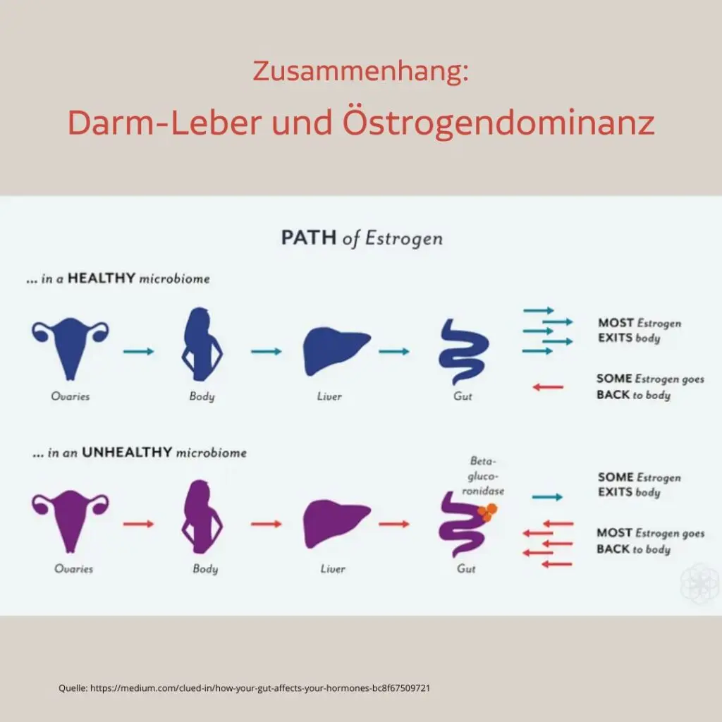 östrogendominanz schwangerschaft - Was passiert wenn der Östrogenspiegel zu hoch ist