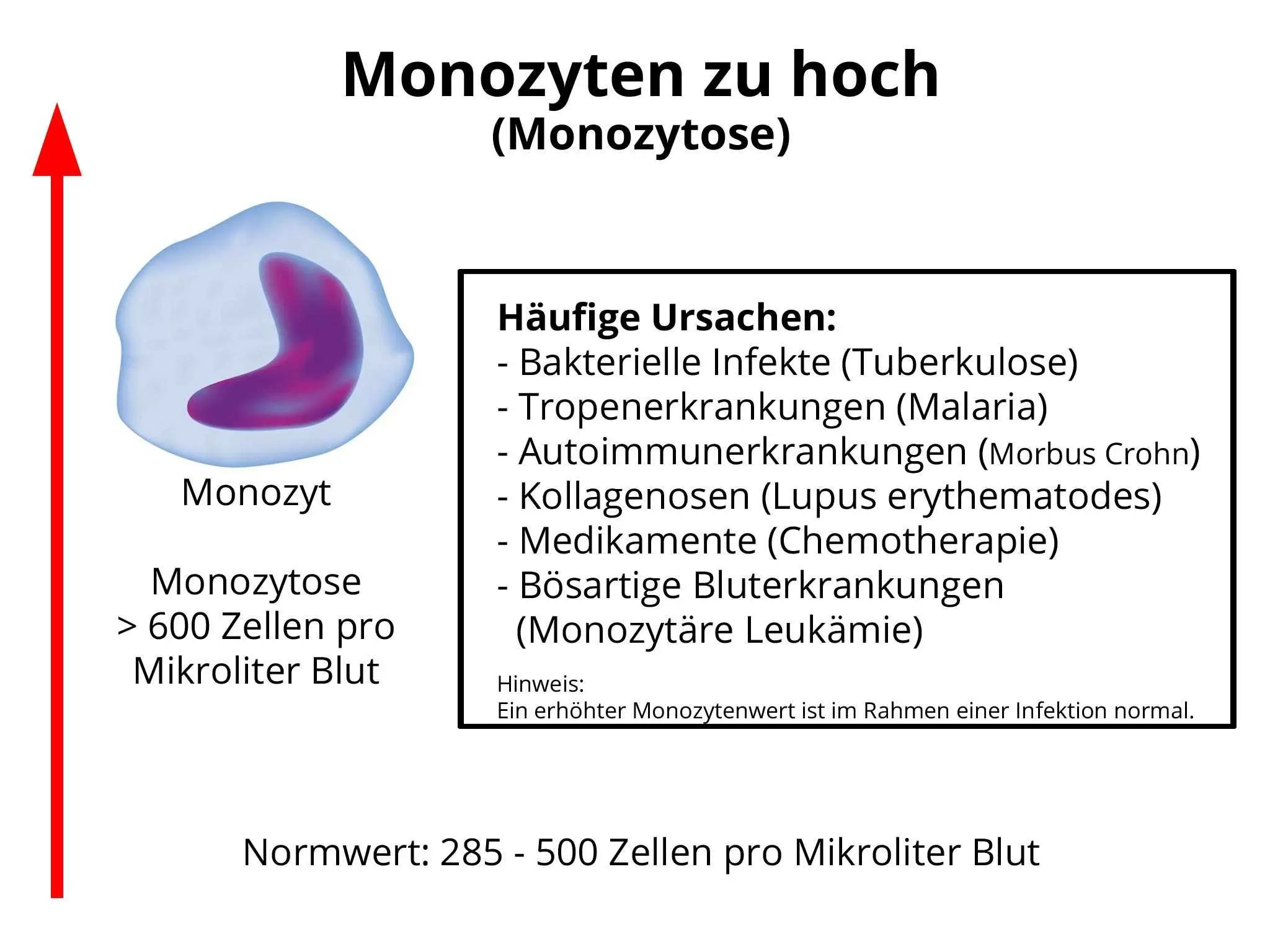 monozyten zu hoch ursache - Was passiert wenn die Monozyten zu hoch sind
