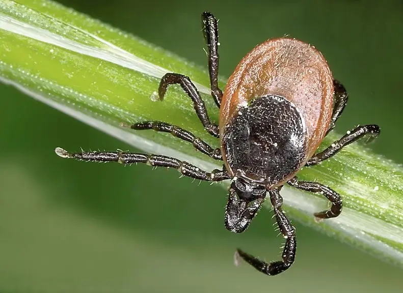 borrelien schwangerschaft - Was passiert, wenn eine schwangere Frau an Borreliose erkrankt