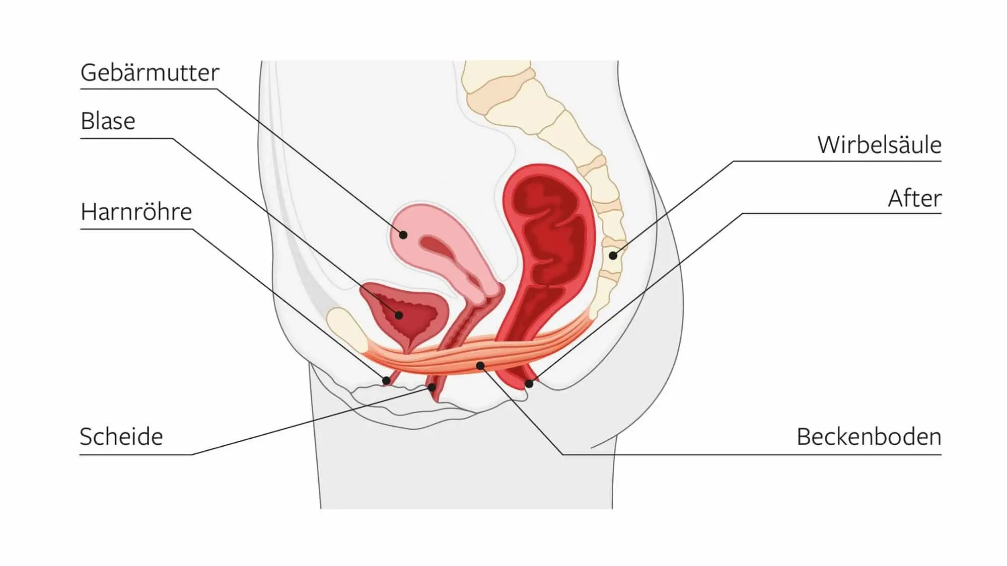 beckenboden nach geburt kaputt - Was passiert wenn man den Beckenboden nicht regenerieren lässt