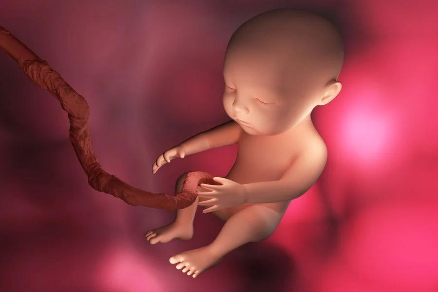 nabelschnur nach geburt - Was passiert wenn man die Nabelschnur nicht entfernt