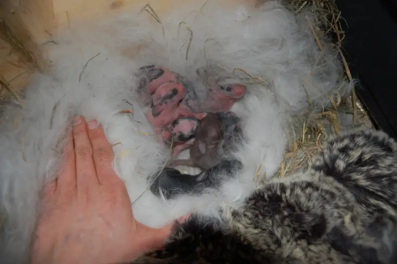 hasenmama nach der geburt - Was regt die Milchbildung bei Kaninchen an