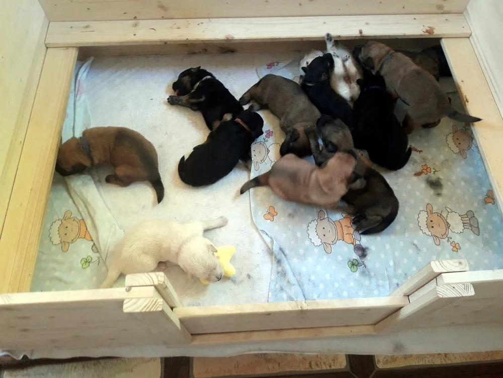 Hündin nach Geburt aufpäppeln: So versorgen Sie Ihre Hündin optimal - Was regt die Milchbildung beim Hund an hündin nach geburt aufpäppeln - Was regt die Milchbildung beim Hund an