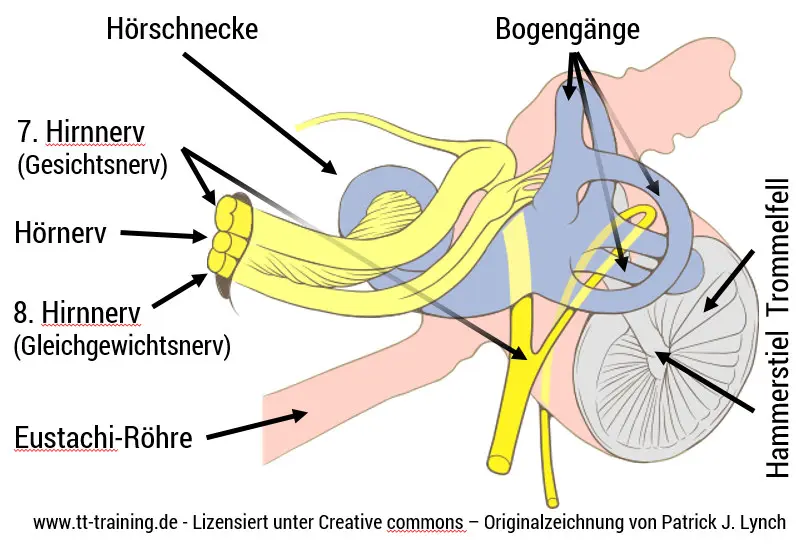 Gleichgewichtsorgan trainieren: So stärken Sie Ihren Gleichgewichtssinn - Was schädigt das Gleichgewichtsorgan gleichgewichtsorgan trainieren - Was schädigt das Gleichgewichtsorgan