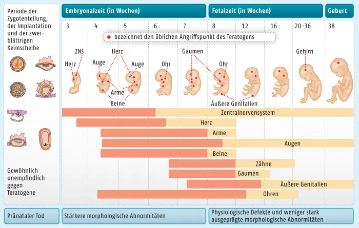 teratogene schwangerschaft - Was sind Teratogene Substanzen