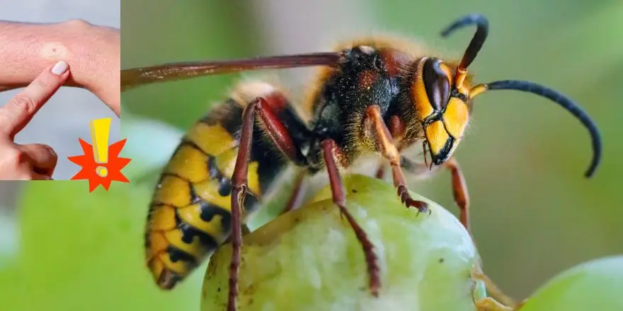 hornissenstich schwangerschaft - Was soll man tun wenn man von einer Hornisse gestochen wurde