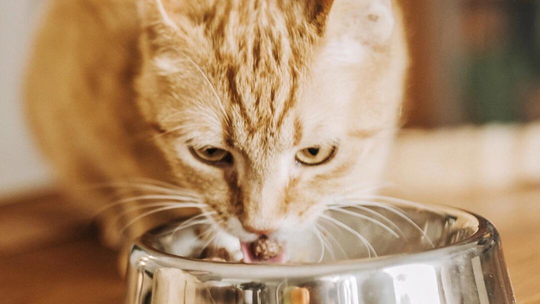 futter katze nach geburt - Was sollte eine stillende Katze essen