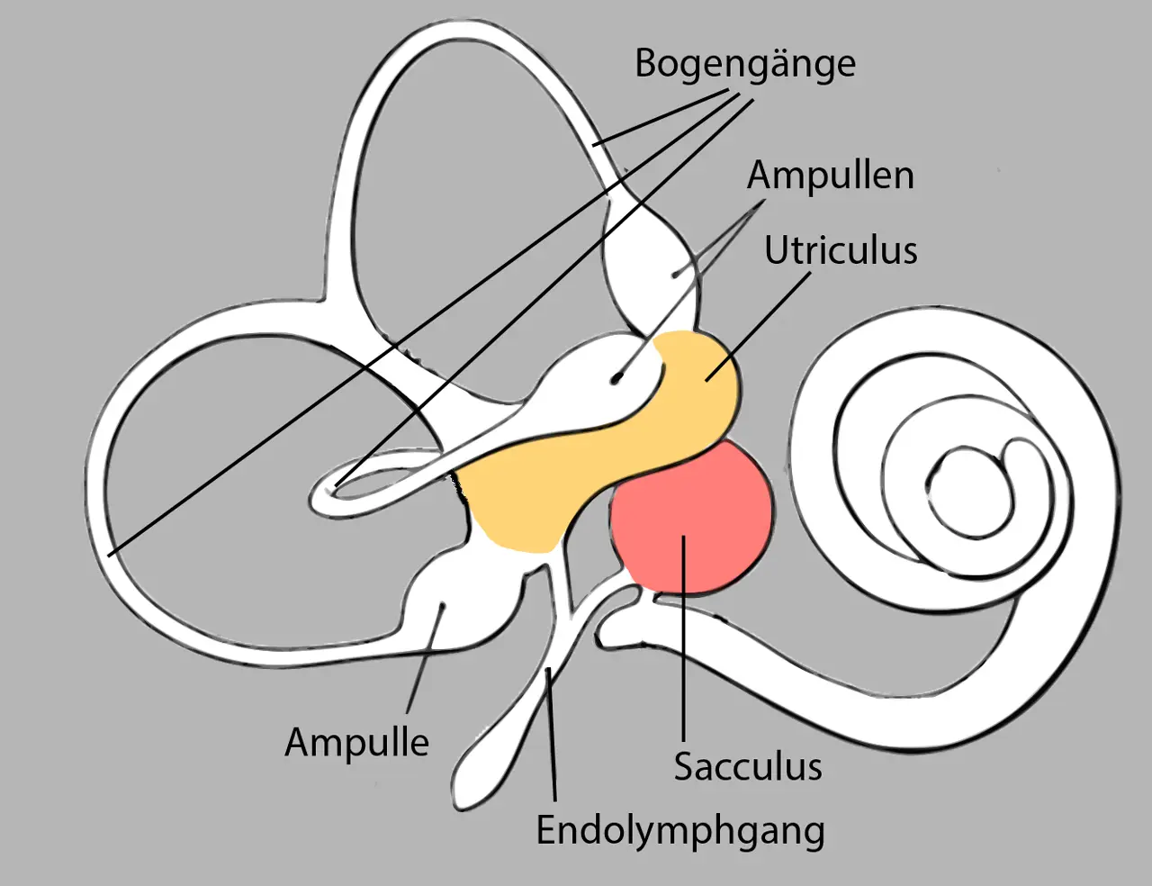 gleichgewichtsinn - Was sorgt für den Gleichgewichtssinn