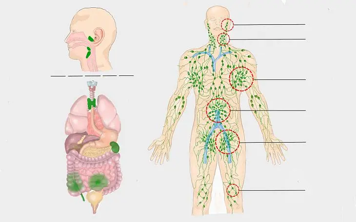 geschwollene lymphknoten schwangerschaft - Was trinken bei geschwollenen Lymphknoten