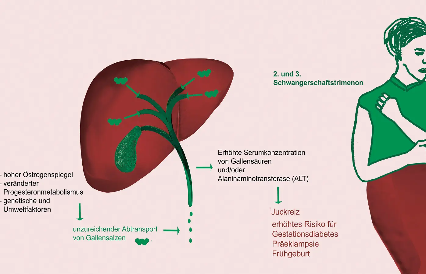 leicht erhöhte leberwerte schwangerschaft - Was tun bei leicht erhöhten Leberwerte