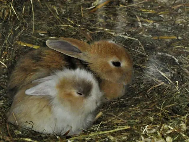 Rasselatmung: Ein Leitfaden für Angehörige und Pflegepersonal - Was tun bei Rasselatmung rasselnd atmen - Was tun bei Rasselatmung