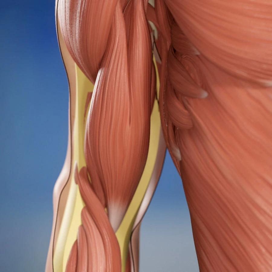 Muskelschwäche und Muskelschwund im Alter: Symptome, Ursachen und Behandlung - Was tun bei starkem Muskelabbau im Alter muskelschwund symptome im alter - Was tun bei starkem Muskelabbau im Alter