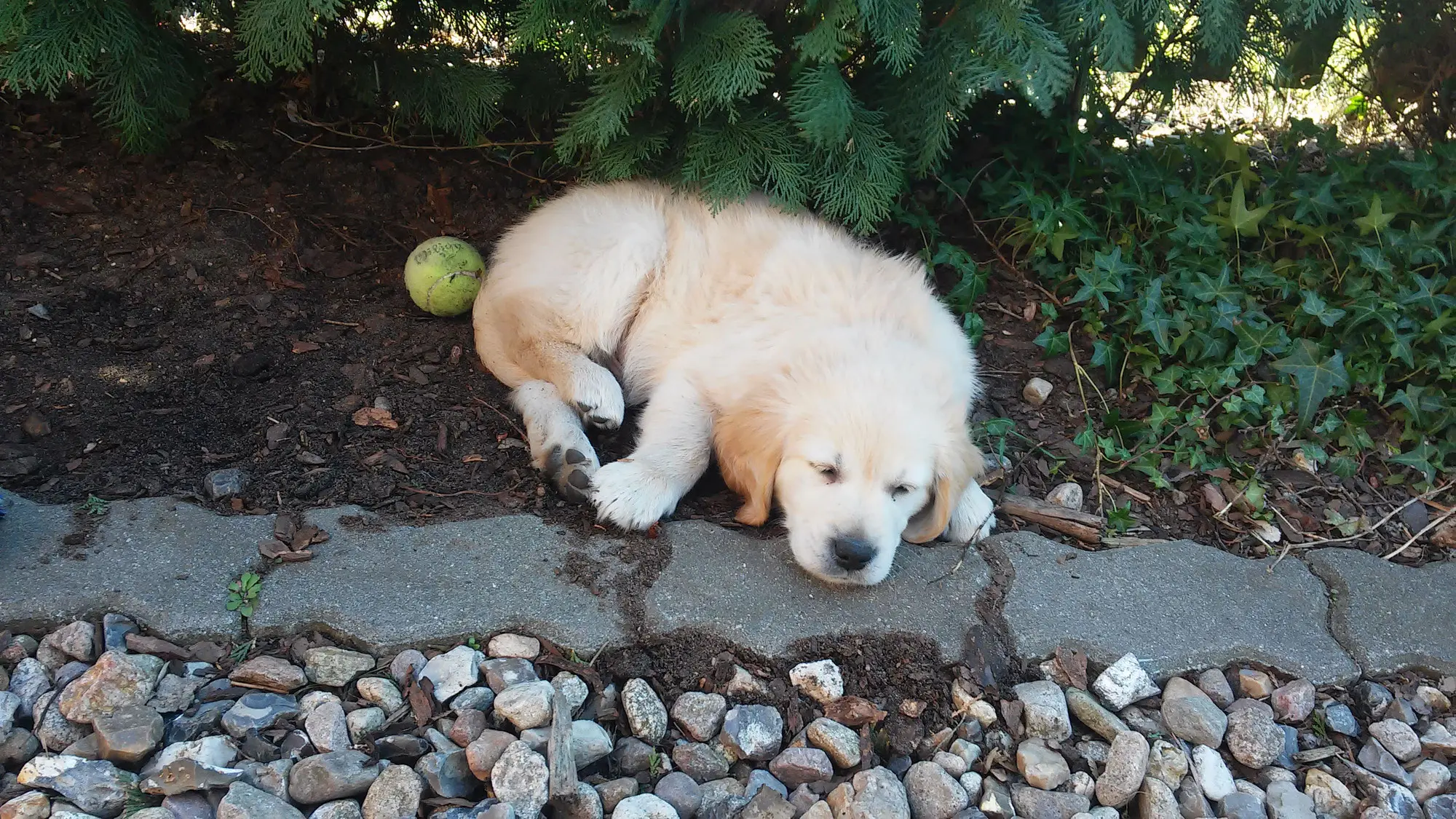 Calcium-Mangel bei Hündinnen nach der Geburt - Was tun wenn die Hündin nicht genug Milch hat calciummangel hündin nach geburt - Was tun wenn die Hündin nicht genug Milch hat