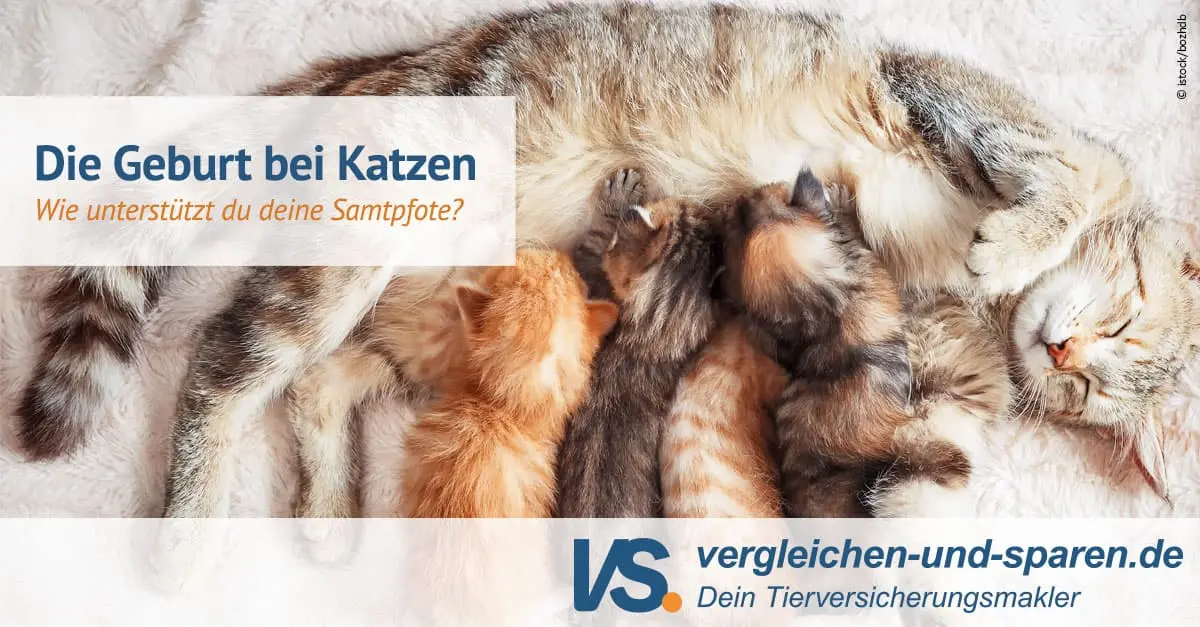 katze geburt geht nicht weiter - Was tun wenn die Katze nicht mehr kommt