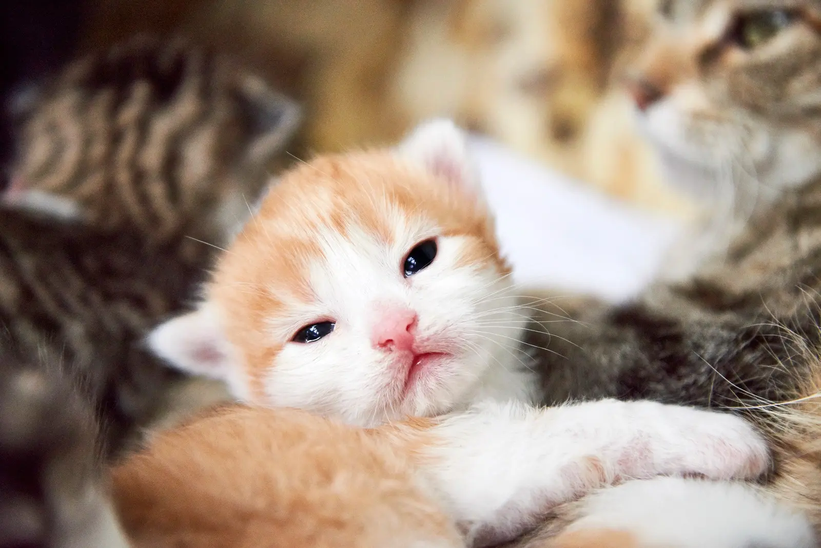 katze dünn nach geburt - Was tun wenn die Katze zu dünn ist