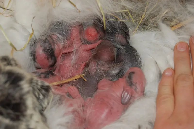 kaninchen baut nest wann geburt - Was tun wenn Kaninchen Nest baut