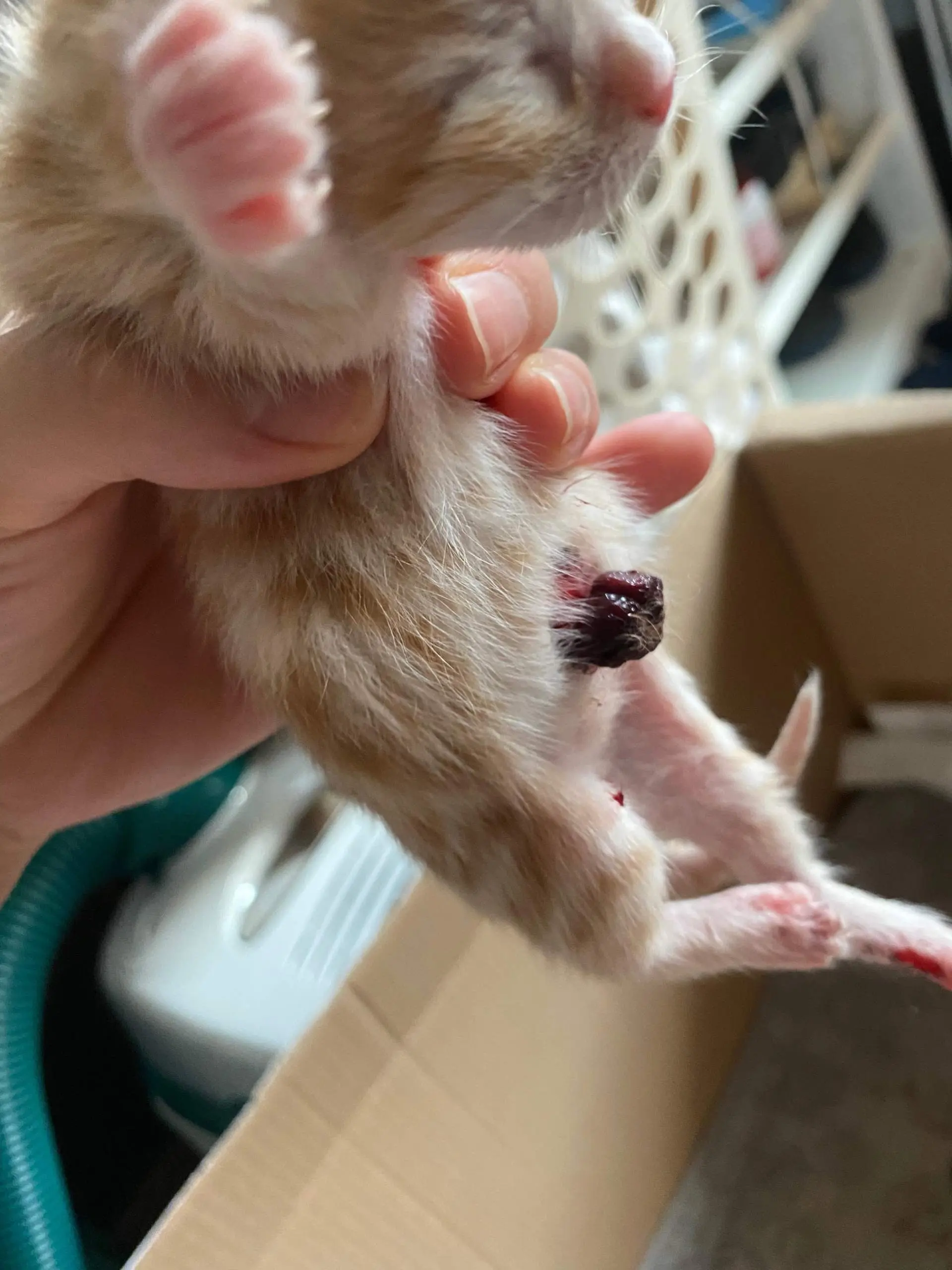 katze nach geburt noch dicken bauch - Was tun wenn Katze dicken Bauch hat