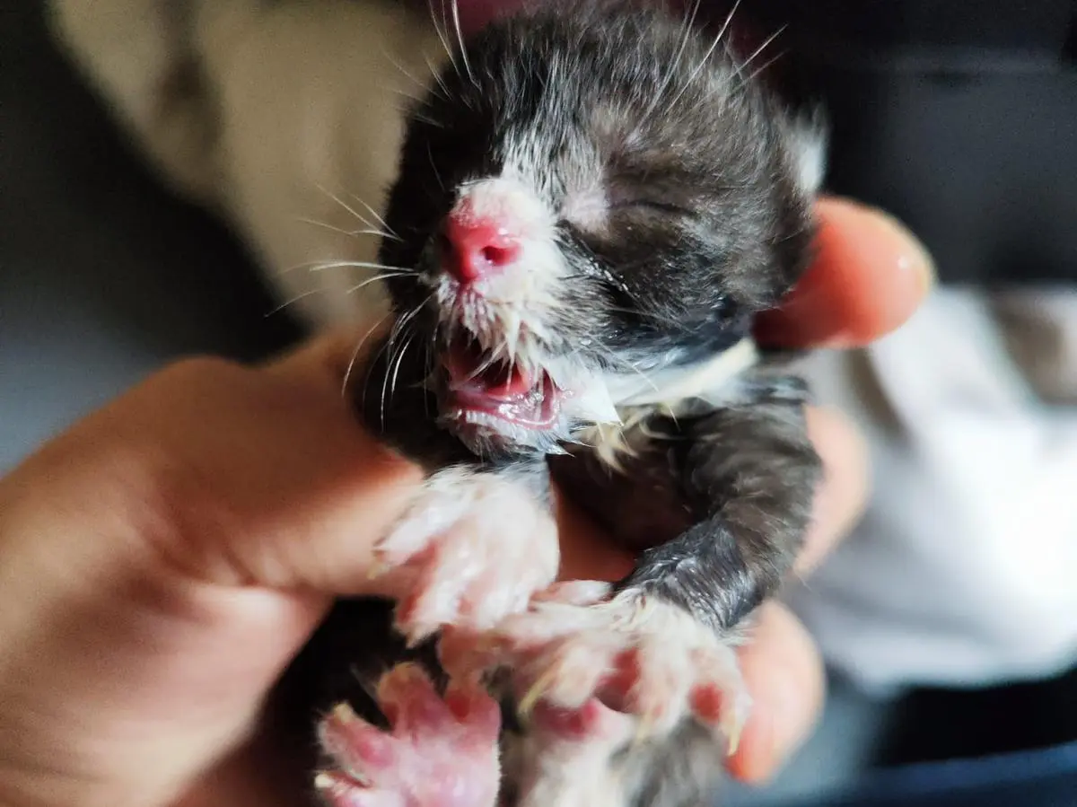 katzenbabys sterben nach geburt - Was tun wenn Kitten stirbt