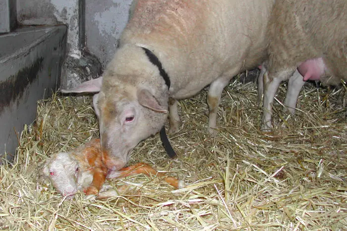 Warum steht mein Lamm nach der Geburt nicht auf? - Was tun wenn Lamm nicht aufsteht lamm steht nach geburt nicht auf - Was tun wenn Lamm nicht aufsteht