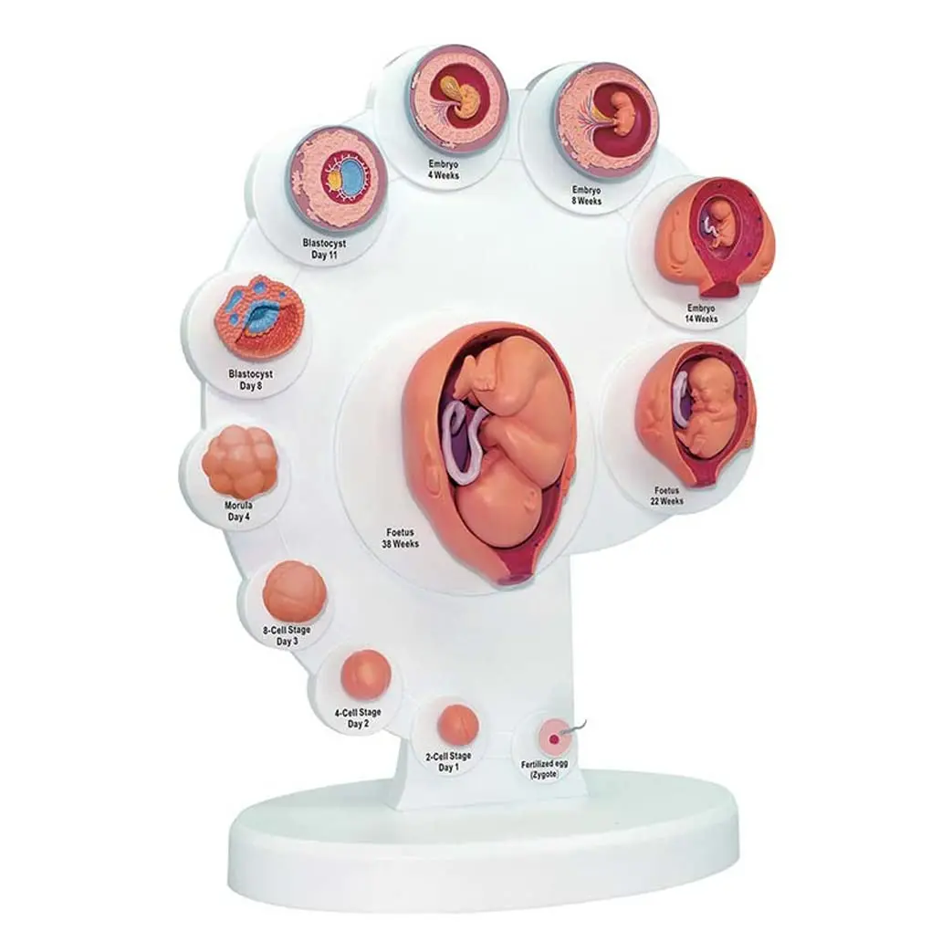 embryo schwangerschaft - Was versteht man unter einem Embryo