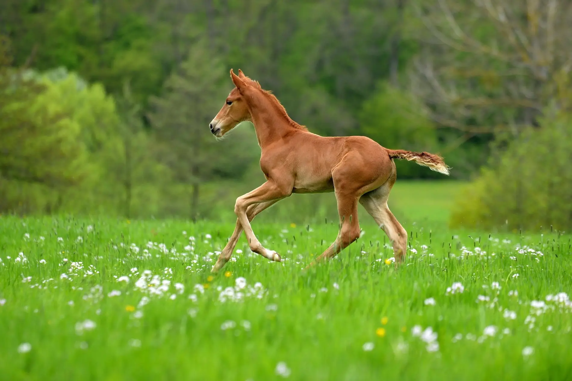 gewicht fohlen geburt - Was wiegt ein Warmblutfohlen