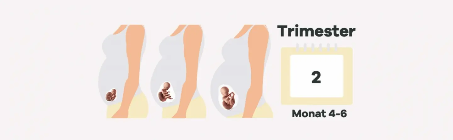 zweites screening schwangerschaft - Was wird beim Zweittrimesterscreening gemacht