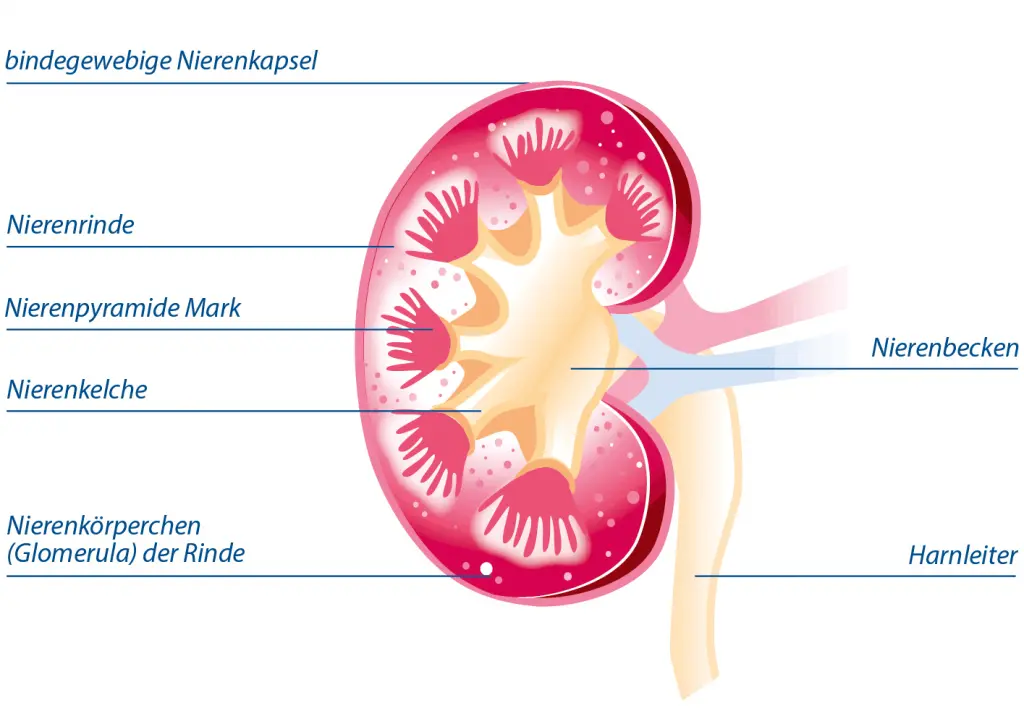 nur eine niere seit geburt fachbegriff - Welche angeborene Fehlbildung der Nieren gibt es