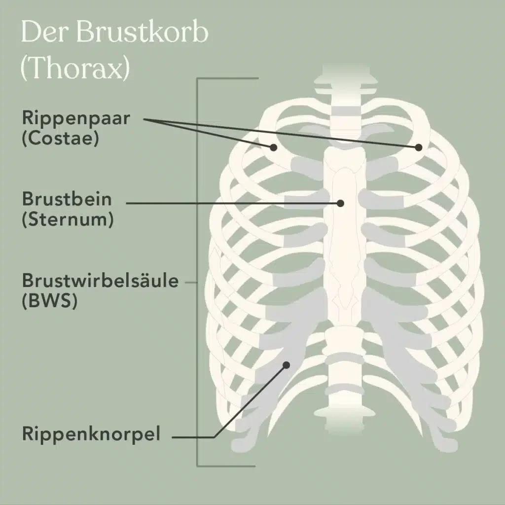 atemgeräusch beim einatmen - Welche Atemgeräusche sind normal