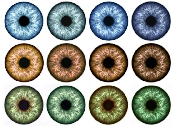 Augenfarben: Ein faszinierendes Merkmal - Welche Farben haben die Augen augen farben - Welche Farben haben die Augen
