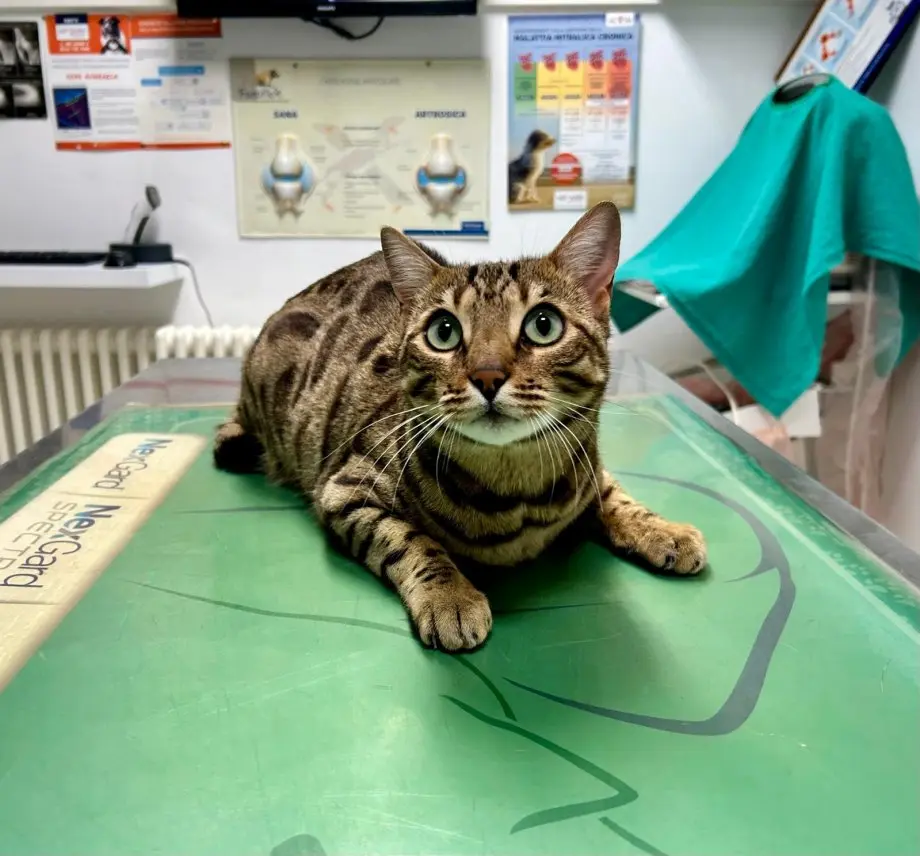 toxoplasmose hund schwangerschaft - Welche Krankheiten können Hunde auf Schwangere übertragen