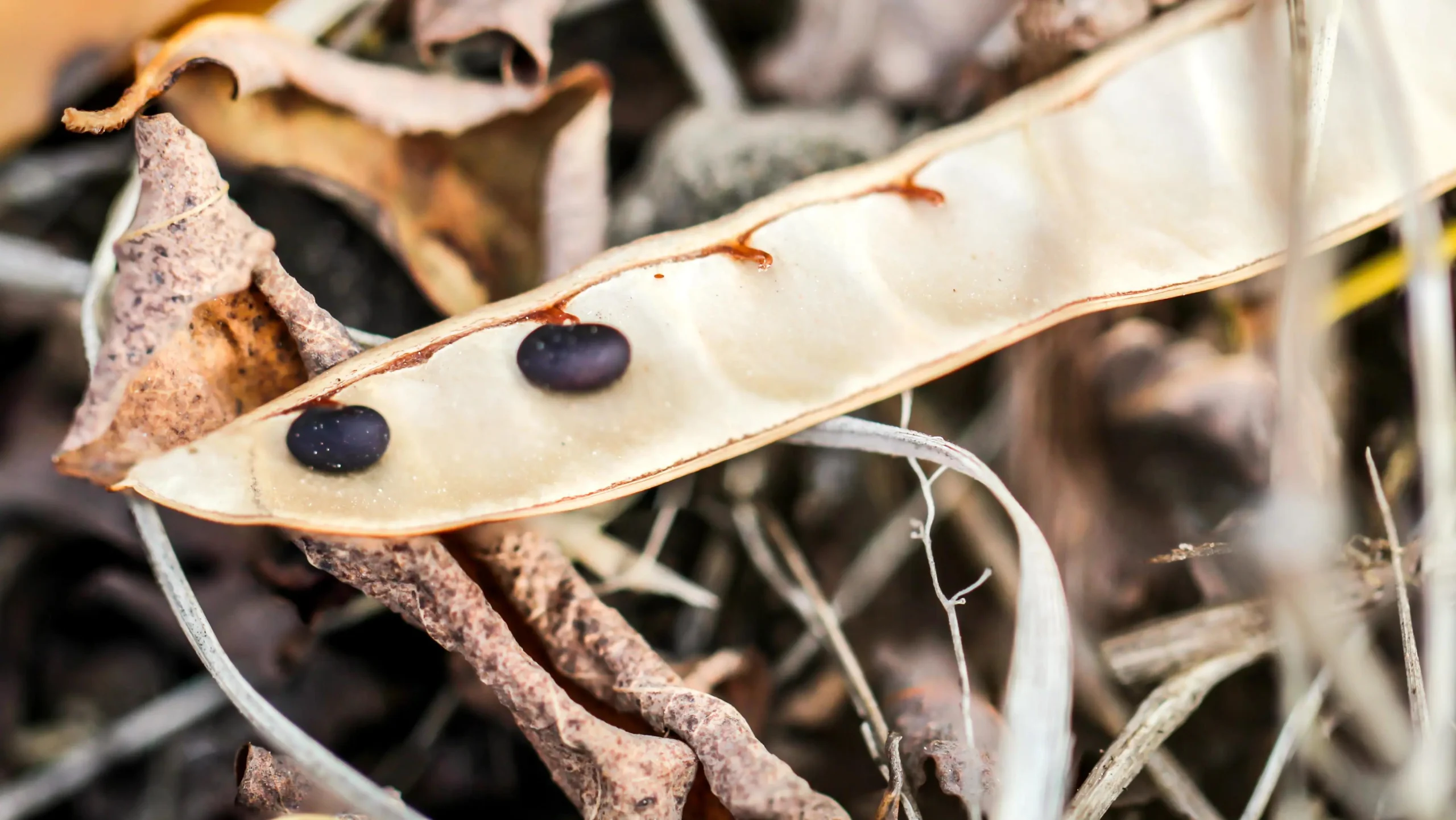 Johannisbrotkernmehl in der Schwangerschaft: Risiken und Alternativen - Welche Nebenwirkungen kann Johannisbrotkernmehl haben johannisbrotkernmehl schwangerschaft - Welche Nebenwirkungen kann Johannisbrotkernmehl haben