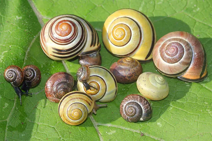 schnecken geburt mit haus - Welche Schnecken gebären lebend