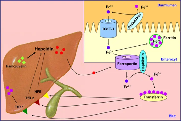 Thrombozytose und Eisenmangel: Ein komplexer Zusammenhang - Welche Vitamine fehlen bei Thrombozytose thrombozytose eisenmangel - Welche Vitamine fehlen bei Thrombozytose