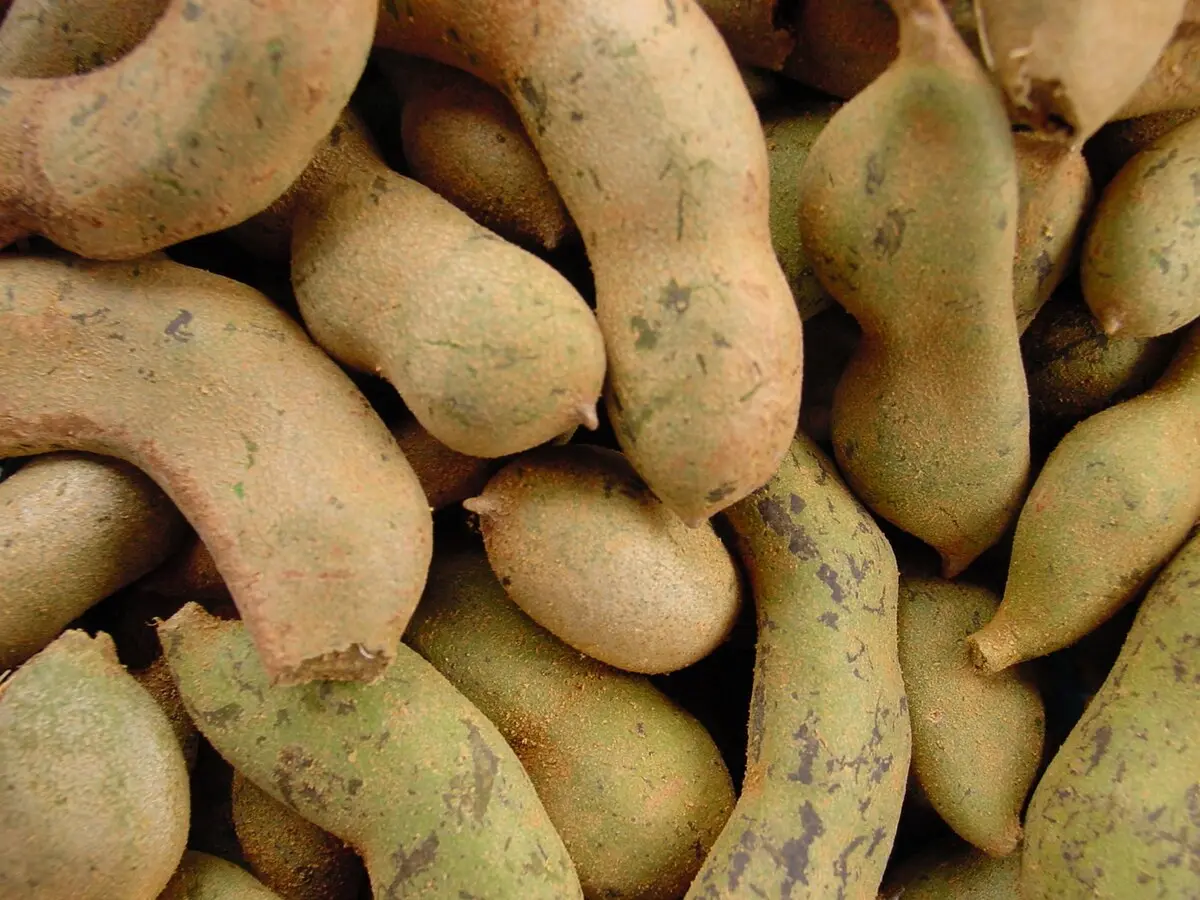 tamarind schwangerschaft - Welche Vitamine hat Tamarinde