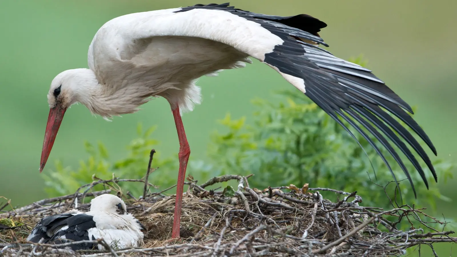 vogel geburt - Welche Vogel werfen ihre Jungen aus dem Nest