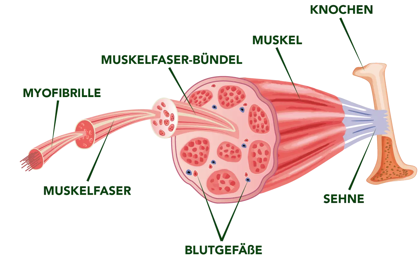 muskelwert blut - Welcher CK-MB wert ist gefährlich