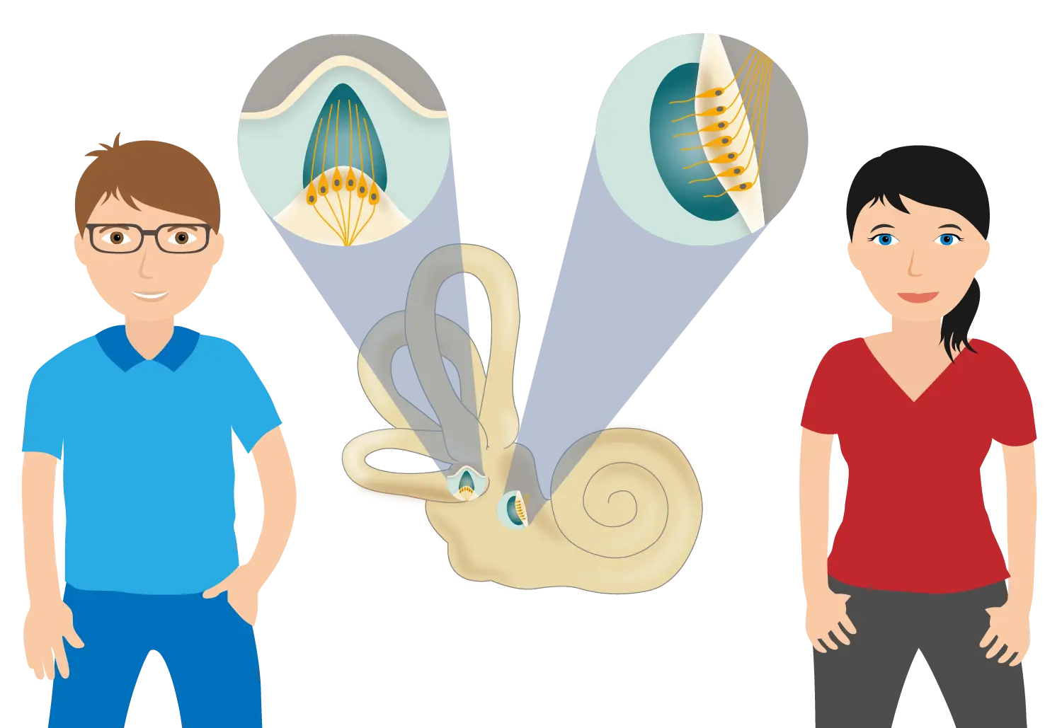 gleichgewichtsinn - Welches Organ ist für den Gleichgewichtssinn zuständig