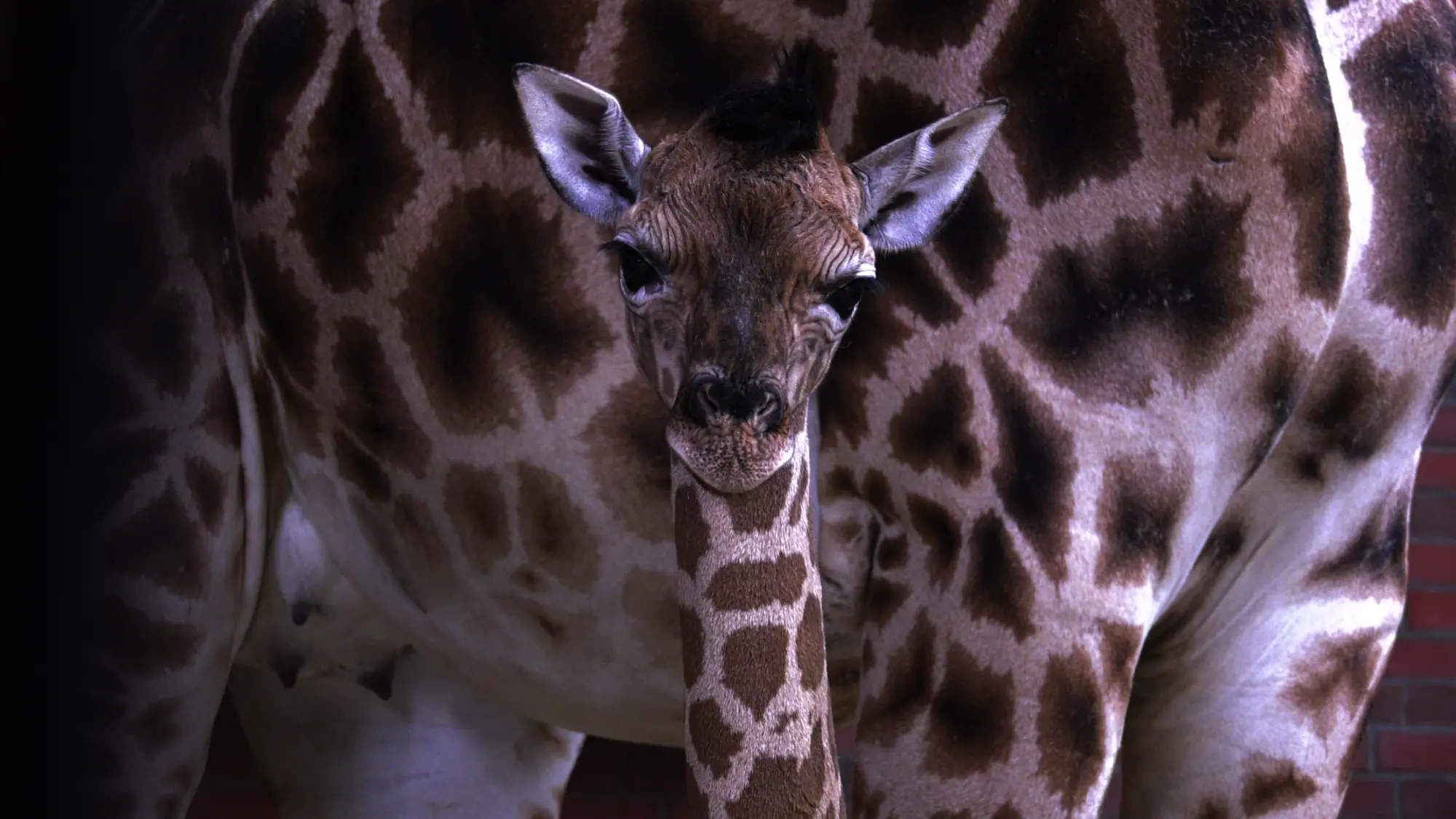 giraffe geburt gewicht - Welches Tier hat den längsten Hals der Welt