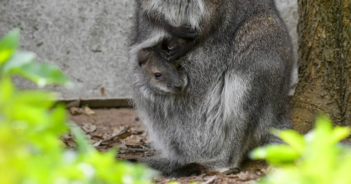 kürzeste schwangerschaft tiere - Welches Tier kann die Schwangerschaft pausieren