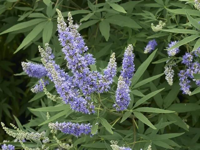 Warum kein Mönchspfeffer in der Schwangerschaft? - Wer darf kein Mönchspfeffer einnehmen warum kein mönchspfeffer in der schwangerschaft - Wer darf kein Mönchspfeffer einnehmen