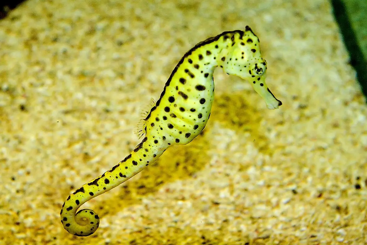 Seepferdchen-Geburt: Ein faszinierendes Schauspiel der Natur - Wer kriegt bei den Seepferdchen die Kinder seepferde geburt - Wer kriegt bei den Seepferdchen die Kinder