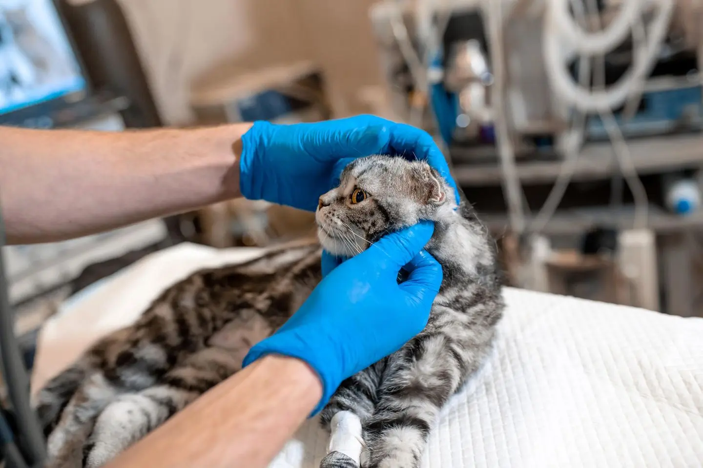Katze Sterilisieren nach Geburt: Alles Wissenswerte - Werden Katzen nach Sterilisation anders katze sterilisieren nach geburt - Werden Katzen nach Sterilisation anders