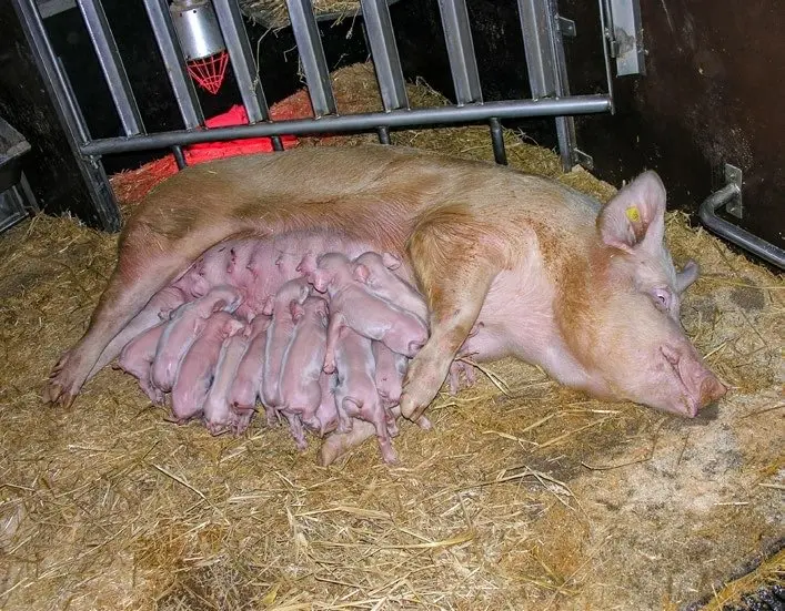 ferkel gewicht geburt - Wie alt ist ein Ferkel mit 30 kg