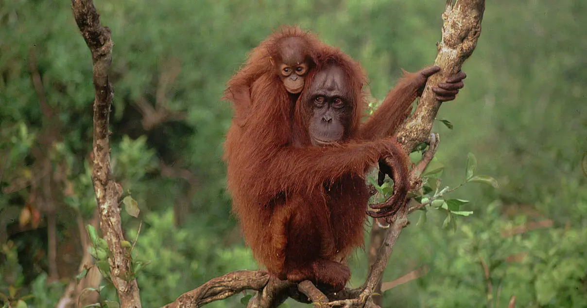 orang utan geburt - Wie alt kann ein Orang-Utan werden