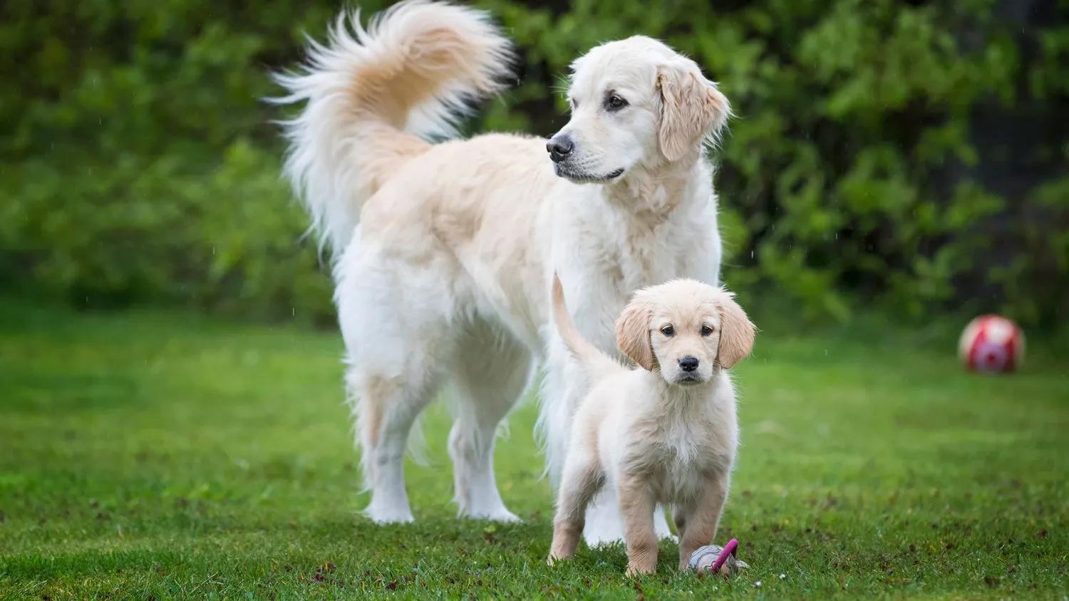 hund gewicht geburt - Wie alt sollte ein Hund beim ersten Wurf sein