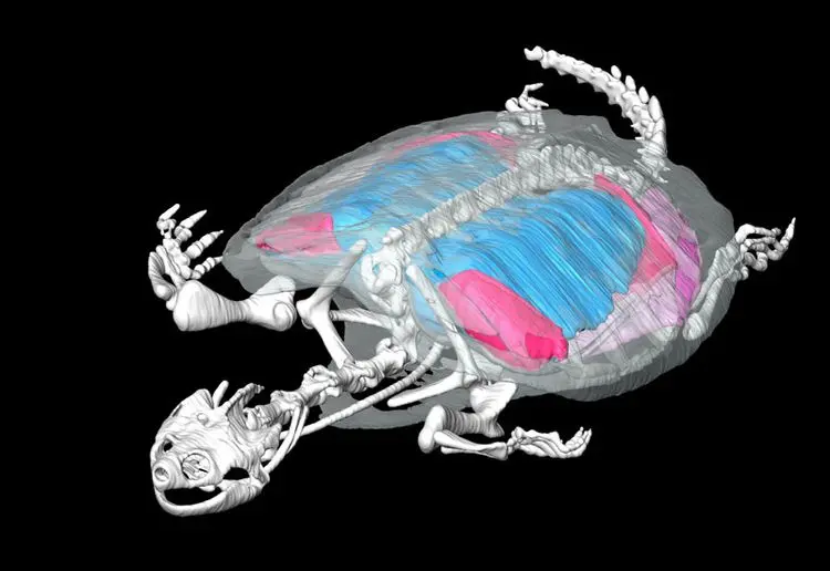 schildkröte atmung - Wie atmen Schildkröten im Winter