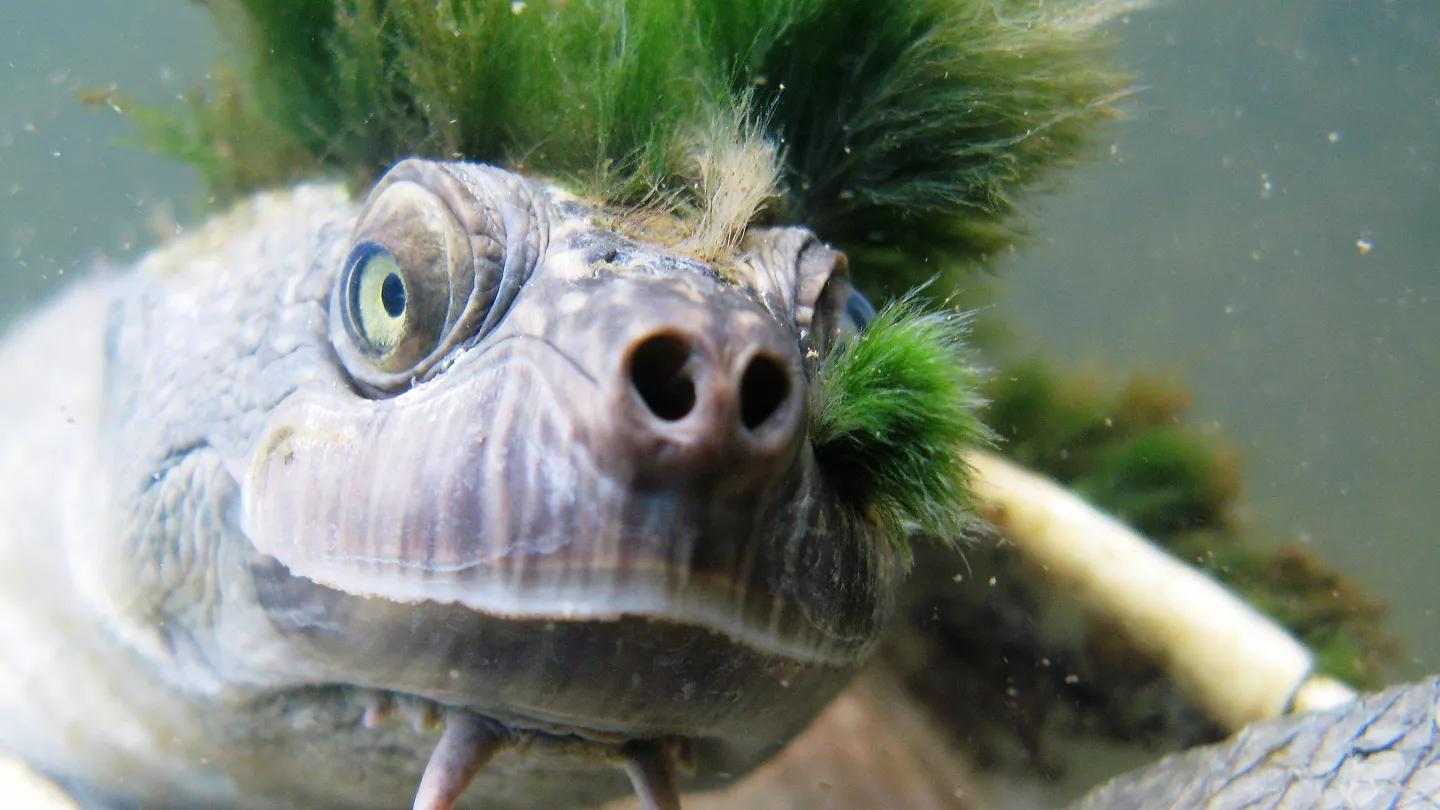 schildkröte atmung - Wie atmet die Schildkröte
